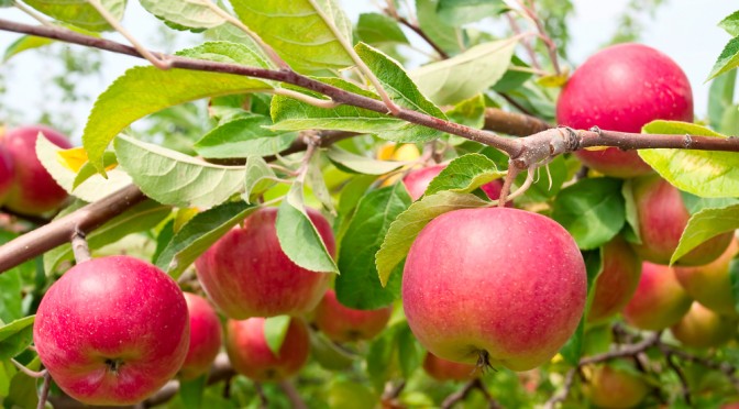 Apples on branches in an orchard