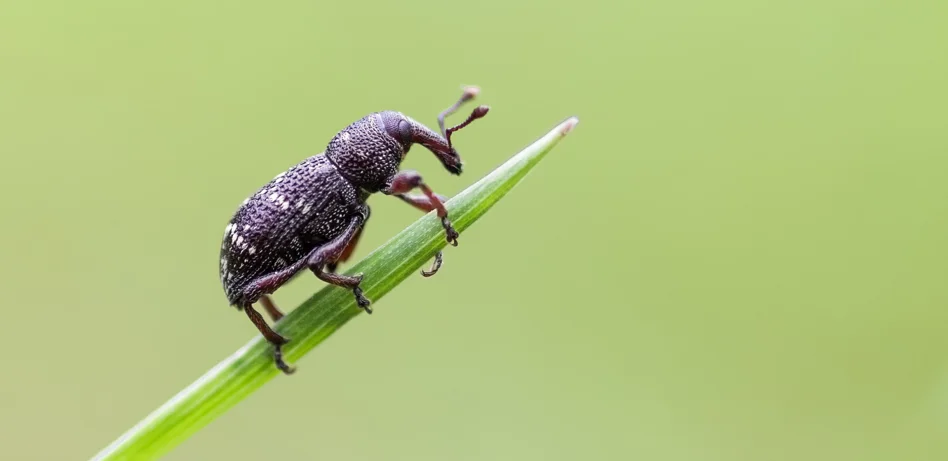Close-up photograph of a weevil pest on a plant stem
