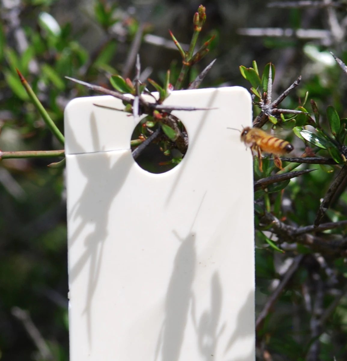 Pollinator approaching an XtraBee dispenser in the field